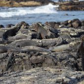  Galapagos